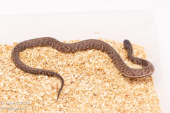 Hypermel California Kingsnake for sale