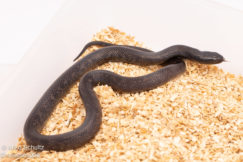 Hypermel California Kingsnake for sale