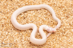 Albino snowflake California Kingsnake for sale