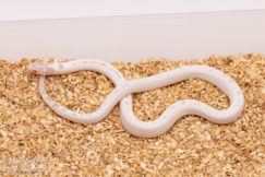 Albino snowflake California Kingsnake for sale