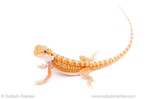 Red bearded dragon for sale at Outback Reptiles