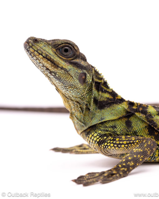 Ambon sailfin dragon for sale