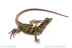 Ambon sailfin dragon for sale