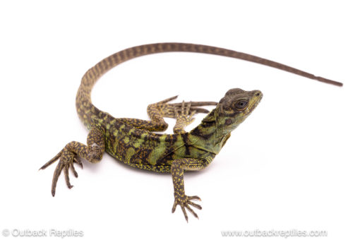 Ambon sailfin dragon for sale