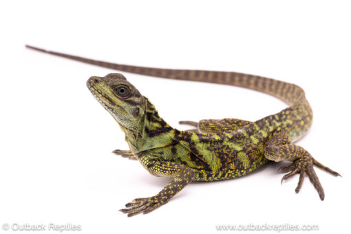 Ambon sailfin dragon for sale