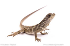 Sulawesi black sailfin dragon for sale