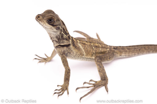 Sulawesi black sailfin dragon for sale