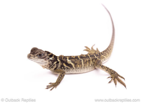 Indo Giant Sailfin Dragon for sale