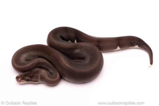 Super Black Fire het Panda Pied for sale