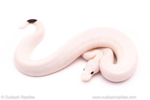 Panda Pied for sale at outback reptiles