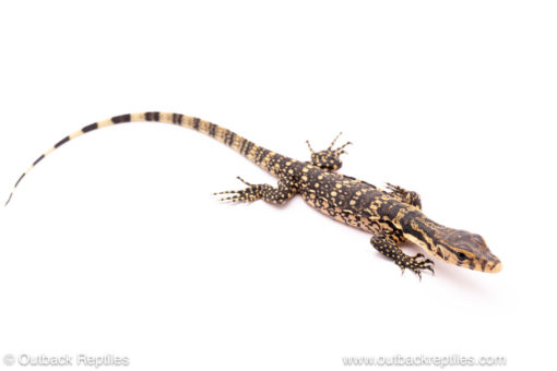 Sambawa water monitor for sale