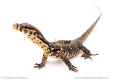 Sambawa water monitor for sale