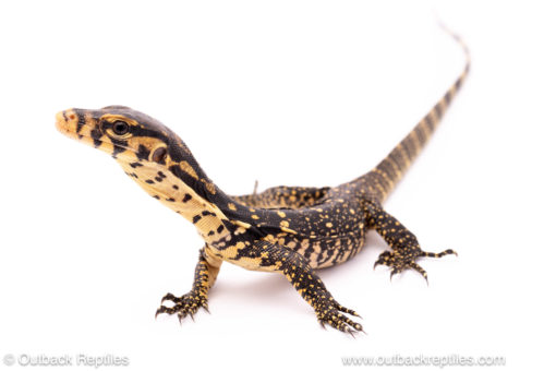 Sambawa water monitor for sale