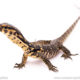 Sambawa water monitor for sale