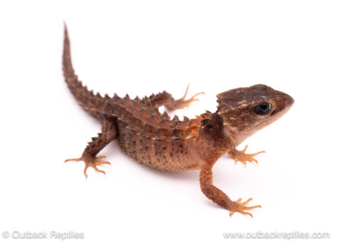 white eyed crocodile skink for sale