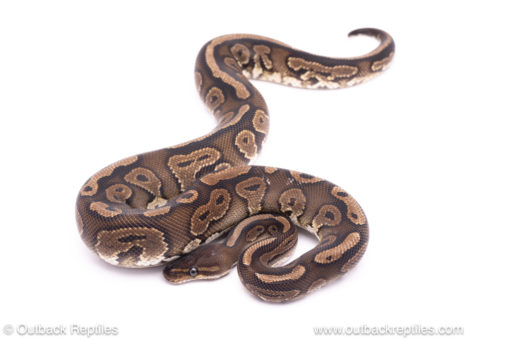 Cinnamon Red stripe ball python for sale