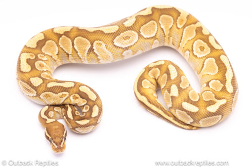 Lesser Trojan ball python for sale