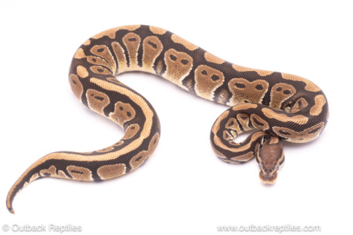 Trojan het clown ball python for sale