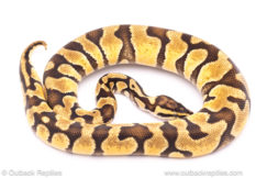 pastel enchi het pied ball python for sale