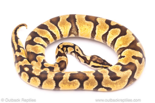 pastel enchi het pied ball python for sale