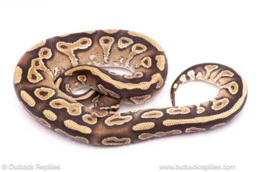 Mojave Yellowbelly ball python for sale