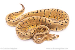 Lemon Blast scaleless ball python for sale