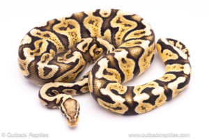 super vanilla GHI ball python for sale