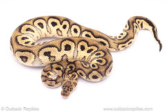 Chocolate Clown het Desert Ghost ball python for sale