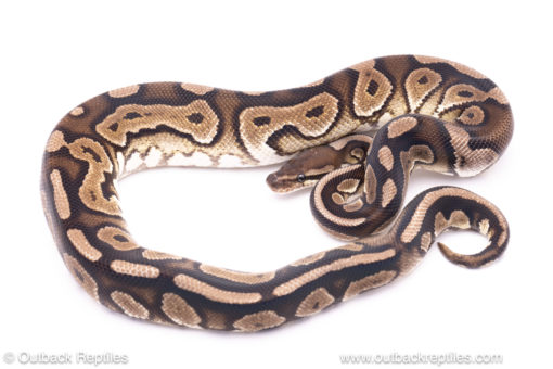 VPI Cinnamon ph clown ball python for sale