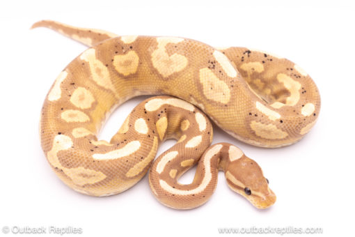 banana black pastel red stripe ball python for sale