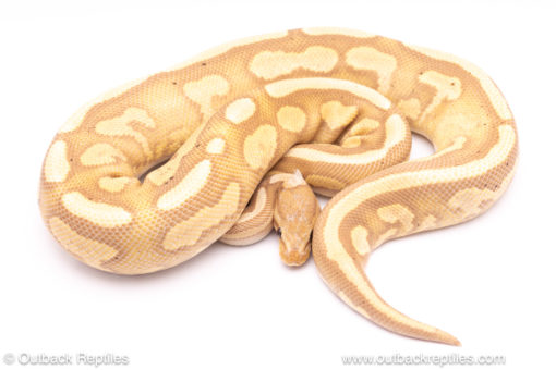 banana black pastel red stripe ball python for sale