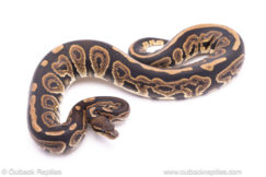 Black Pastel het ghost ball python for sale