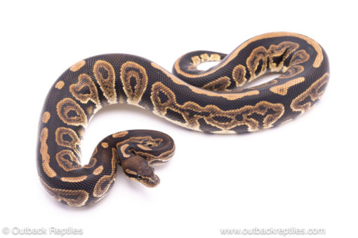 Black Pastel het ghost ball python for sale