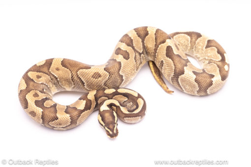 Blackhead Enchi Fire ball python for sale