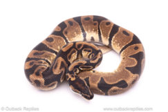 Africa Import ball python for sale