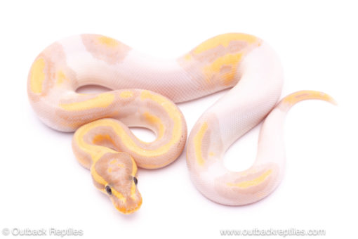 banana pied ball python for sale