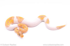 banana pied ball python for sale