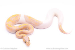 banana pied ball python for sale