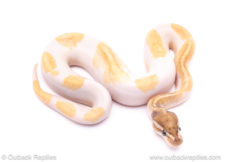 mojave enchi fire pied ball python for sale