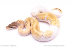 mojave enchi pastel pied ball python for sale