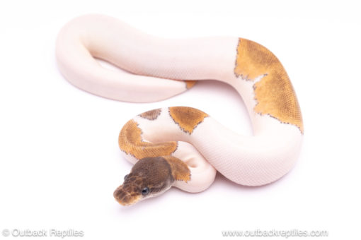 Mojave enchi pied ball python for sale