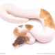 Mojave enchi pied ball python for sale