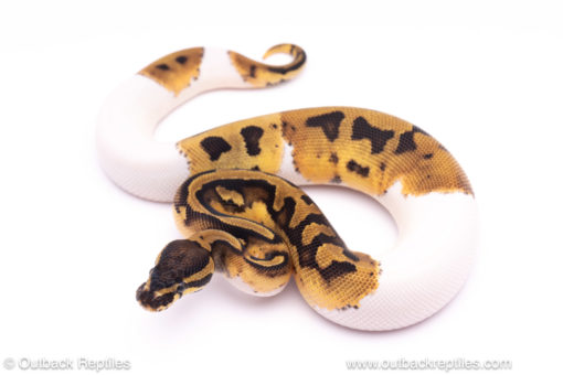 pied ph clown axanthic ball python for sale