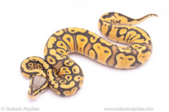 pastel ghost ph pied ball python for sale