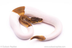 pinstripe pied het vpi axanthic ball python for sale