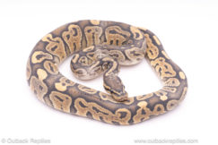 ghost het pied paradox ball python for sale