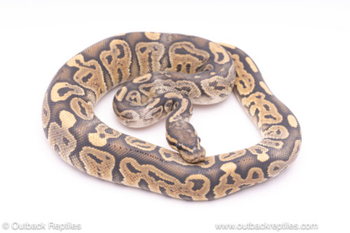 ghost het pied paradox ball python for sale