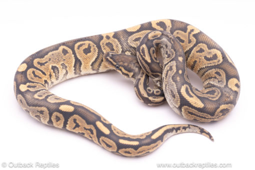 ghost het pied paradox ball python for sale