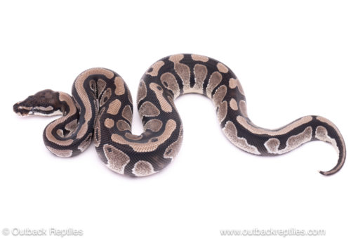 vpi axanthic pdh clown pied ball python for sale