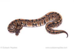 dh clown pied ball python for sale